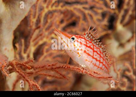 Langnasenhaie (Oxycirrhites typus) im Meeresfächerfisch, Raja Ampat, West Papua, Indonesien, Pazifischer Ozean [Größe eines einzelnen Organismus: 6 cm] Stockfoto