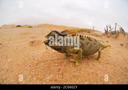 Namaqua Chamaeleon (Chamaeleo namaquensis) Namib Desert Sanddüne Stockfoto