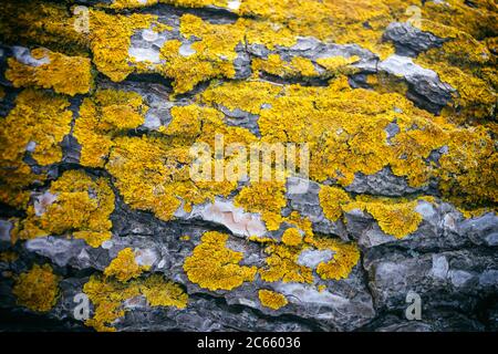 Flechten, Pilz auf Baumstamm Hintergrund. Die gewöhnliche orange Flechtenpflanze, gelbe Skala bedeckt eine Baumrinde. Tapete, Nahaufnahme Natur Hintergrund, Textu Stockfoto