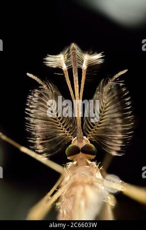 Kopf des männlichen Moskitos (Culex pipiens), mit Antennen und Mundparts. Kiel, Deutschland Stockfoto