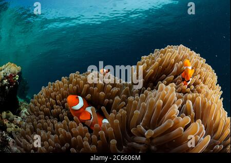 Falschklotzanemonefisch (Amphiprion ocellaris). Nord Raja Ampat, West Papua, Indonesien, Pazifischer Ozean Stockfoto