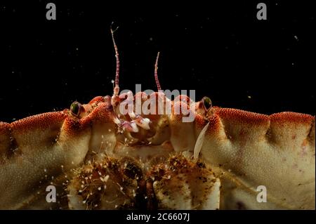 Essbare Krabbe (Cancer Pagurus) Porträt, Atlantik, Strømsholmen, Nordwestnorwegen