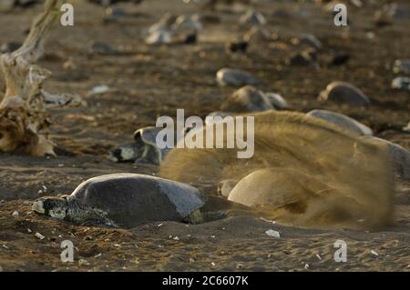 Während einer Arribada (Massennistung) können während der verschiedenen Phasen der Brut Olive ridley Meeresschildkröten (Lepidochelys olivacea) beobachtet werden. Nach dem Ausgraben des Loches mit den hinteren Flossen und dem Legen von ca. 100 Eiern wird das Nest geschlossen, der Sand mit den hinteren Flossen und dem Plastron verdichtet, bevor als letzter Schritt der Tarnung loser Sand mit den vorderen Flossen darüber geworfen wird. Stockfoto