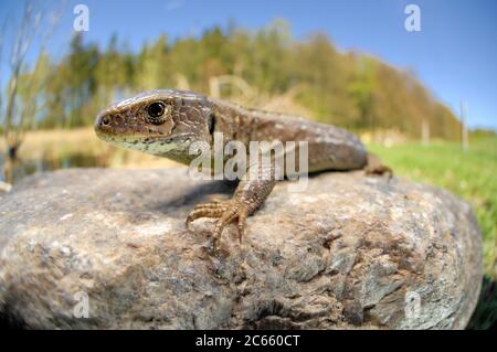 Zauneidechse (Lacerta Agilis) Stockfoto