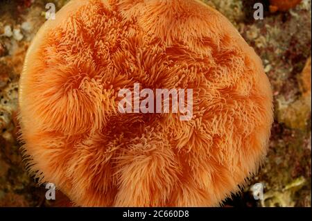 Plumose anemone (Metridium senile), Atlantik, Strømsholmen, Nordwestnorwegen Stockfoto