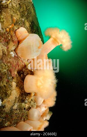 Plumose Anemone (Metridium senile), Atlantik, Strømsholmen, Nordwestnorwegen [Größe eines einzelnen Organismus: 20 cm] Stockfoto