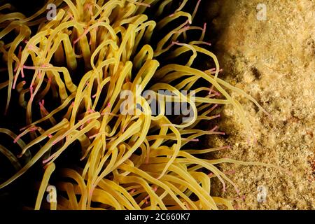 Snakelocks anemone (Anemonia viridis, ehemals A. sulcata) ist eine Seeanemone, die im östlichen Atlantik von Großbritannien bis zum Mittelmeer gefunden wird. Stockfoto
