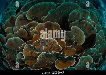 Kleine Polypen Steinkoralle (Montipora sp. ) Platten mit Licht ausgesetzt. Raja Ampat, West Papua, Indonesien, Pazifischer Ozean Stockfoto