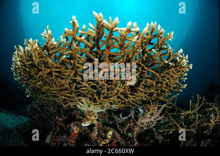 Tischplatte Koralle (Acropora sp.) Raja Ampat, West Papua, Indonesien, Pazifischer Ozean Stockfoto