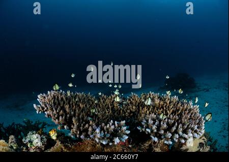 Tischplatte Koralle (Acropora sp.) mit zwei Streifen damegoisti (Dascyllus reticulatus) darin, Raja Ampat, West Papua, Indonesien, Pazifischer Ozean Stockfoto