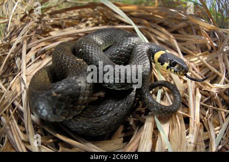 Die Grassschlange, manchmal auch die Ringelschlange oder Wasserschlange (Natrix natrix) genannt, ist eine europäische nicht giftige Schlange. Stockfoto