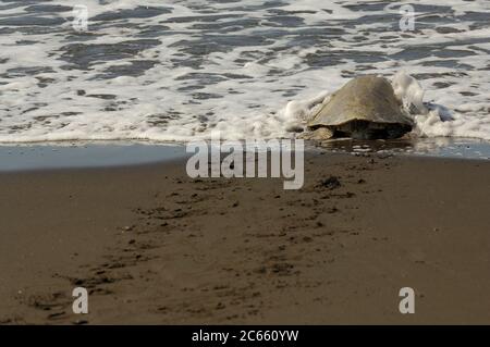 Die Olive ridley Meeresschildkröten (Lepidochelys olivacea) sind berühmt für ihr Verhalten, auch tagsüber zu nisten. Ihre Arribada (Massennistung mit mehreren Tagen Dauer) hält nur bei heißen Mittagstemperaturen inne. Nach erfolgreicher Brut am Strand kehrt das Erwachsene Weibchen ins Meer zurück, während die Eier in ein offenes Schicksal zurückgelassen werden. Stockfoto