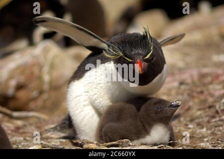 Der Steintrichter Pinguin (Eudytes chrysocome) kann auf den ersten Blick mit den anderen Arten von Haubenpinguinen verwechselt werden, aber der einzige dünne, hellgelbe Supercilium (Augenbraue), der nicht an der Stirn fusioniert, und die leuchtend roten Augen sind markant. Stockfoto