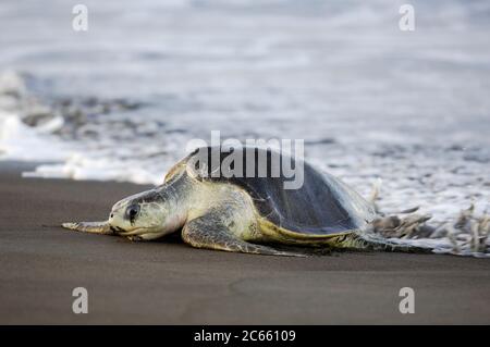 Die Ankunft einer Olive ridley Meeresschildkröte (Lepidochelys olivacea) am Strand von Ostional, Costa Rica, Pazifikküste, kann der Beginn einer Arribada (Massennistung) der Meeresschildkröten sein. Tausende und Tausende der 50 Kilogramm schweren Reptilien kommen über einen Zeitraum von bis zu einer Woche an Land, nur unterbrochen von der heißesten Mittagssonne, um ihre Eier im warmen Sand zu vergraben. Stockfoto