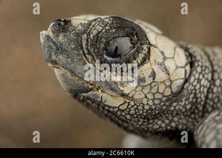 Der Eierzahn hilft der kleinen Olive ridley Meeresschildkröte (Lepidochelys olivacea), die weiche, aber zähe Eierschale zu öffnen. Stockfoto