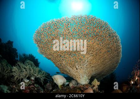 Die Unterlage eines großen Acropora-Tisches (Acropora sp.). Gebaut von Tausenden von Polypen, die in einer sehr koordinierten Weise wachsen, sind diese Kolonien die Meisterwerke der Korallenarchitektur Raja Ampat, West Papua, Indonesien, Pazifischer Ozean [Größe des Organismus: 1,5 m] Stockfoto