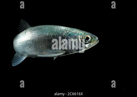 Vendace (Coregonus albula) Süßwasser-Weißfisch (Captive) Stockfoto