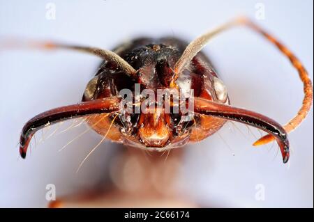 [Digital Focus Stacking] Ameisenportrait, Trap-Kieferameisen, Odontomachus sp., das Bild wurde in Zusammenarbeit mit dem 'Staatl. Museum für Naturkunde Karlsruhe'. Stockfoto