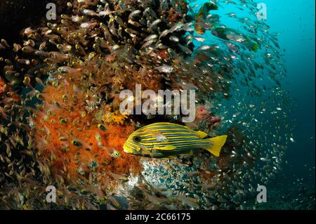 Gelbe Süßlippe (Plectorhinchus polytaenia) Raja Ampat, West Papua, Indonesien, Pazifischer Ozean Stockfoto