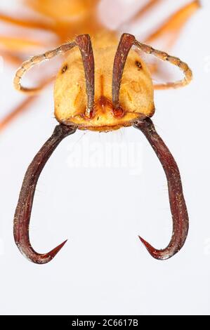 [Digital Focus Stacking] Ameisenportrait, Army Ameise, Eciton burchellii, Ameisen der Unterfamilie Ecitoninae. Das Bild wurde in Zusammenarbeit mit dem 'Staatl. Museum für Naturkunde Karlsruhe' Stockfoto