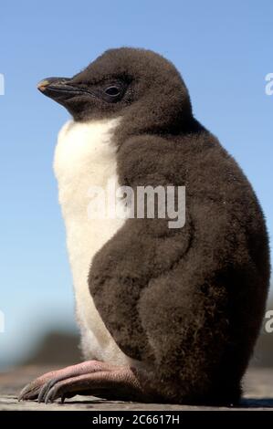 Dieses Steintrichter Pinguin Küken (Eudytes chrysocome) ist mehrere Wochen alt und kann seine Körpertemperatur konstant halten. In diesem Alter werden die Küken manchmal zwischen den Mahlzeiten allein gelassen. Stockfoto