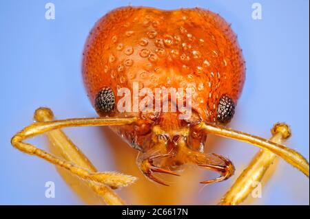 [Digital Focus Stacking] Ameisenportrait, Acanthognathus brevicornis ist eine morphologisch exotische und relativ seltene Ameise, Rio Grande do Sul, Brasilien, das Bild wurde in Zusammenarbeit mit dem 'Staatl' aufgenommen. Museum für Naturkunde Karlsruhe'. Stockfoto