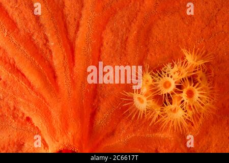 Gelbe Anemone (Parazoanthus axinellae) umgeben von Encrusting Sponge, (Spirastrella cunctatrix) Stockfoto