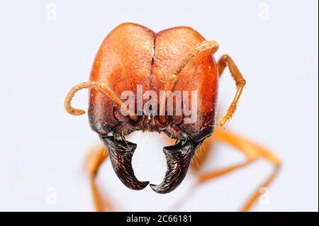 [Digital Focus Stacking] Ant Portrait, Labidus coecus, Picture entstand in Kooperation mit dem 'Staatl. Museum für Naturkunde Karlsruhe'. Stockfoto