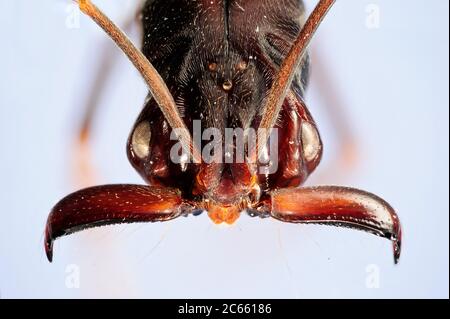 [Digital Focus Stacking] Ameisenportrait, Trap-Kieferameisen, Odontomachus sp., das Bild wurde in Zusammenarbeit mit dem 'Staatl. Museum für Naturkunde Karlsruhe'. Stockfoto