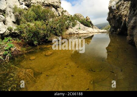 Dieser Teich ist der Lebensraum für die mallorquinische Hebamme Kröte (Alytes muletensis) Torrent de s'Esmorcador, Mallorca, Spanien. Die mallorquinische Hebamme Kröte (Alytes muletensis) ist im felsigen Sandsteinfelsen der Serra de Tramuntana im Nordwesten Mallorcas endemisch. Stockfoto