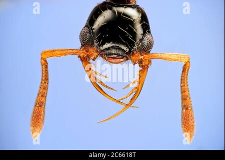 [Digital Focus Stacking] Ameisenportrait, Thaumatomyrmex atrox sind selten anzutreffende Ameisen aus neotropischen Wäldern. Sie sind Spezialisten Raubtiere auf Tausendfüßler in der Ordnung Polyxenida., Bild wurde in Zusammenarbeit mit der 'Staatl. Museum für Naturkunde Karlsruhe'. Stockfoto