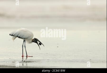 Waldstorch (Mycteria americana), der sich auf dem Fischschlüpfen der Olive ridley Meeresschildkröte ernährt. Playa Ostional, Costa Rica, Pazifikküste. Stockfoto