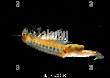 Gefangene Feenschimps (Eubranchipus grubii) Weibchen mit Eiern, die in ihr sichtbar sind Stockfoto