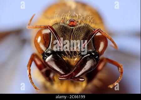 [Digital Focus Stacking] Ameisenportrait, Dorylus sp., männlich, Nigeria, Picture entstand in Kooperation mit dem 'Staatl. Museum für Naturkunde Karlsruhe'. Stockfoto