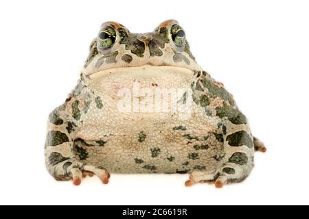 Captive Grüne Kröte (Bufo viridis), Lago Coghinas (italienisch: Lago di Coghinas) ist ein künstlicher See, im Norden Sardiniens, Italien Stockfoto