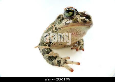 Captive Grüne Kröte (Bufo viridis), Lago Coghinas (italienisch: Lago di Coghinas) ist ein künstlicher See, im Norden Sardiniens, Italien Stockfoto