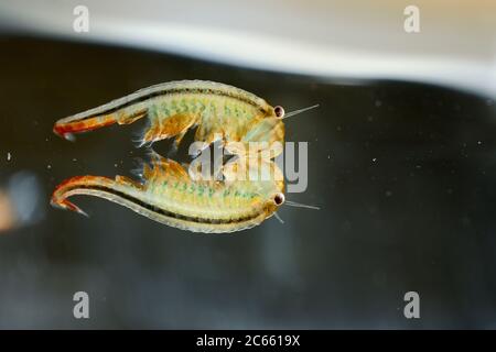 Gefangener Feenschnauzler (Eubranchipus grubii) Männchen Stockfoto