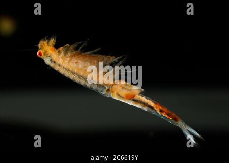 Gefangene Feenschimps (Eubranchipus grubii) Weibchen mit Eiern, die in ihr sichtbar sind Stockfoto