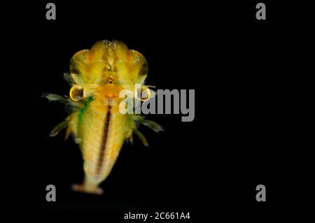 Gefangener Feenschnauzler (Eubranchipus grubii) Männchen Stockfoto