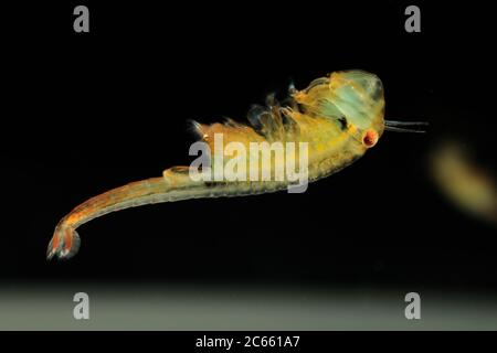 Gefangener Feenschnauzler (Eubranchipus grubii) Männchen Stockfoto