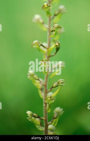 Europäische gemeinsame twayblade oder größere twayblade, (Listera ovata) Gattung Listera, Orchideenfamilie (Orchidaceae). Stockfoto