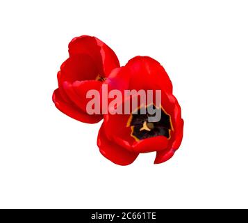 Zwei rote Tulpenblüten isoliert auf weißem Hintergrund. Blick von oben Stockfoto