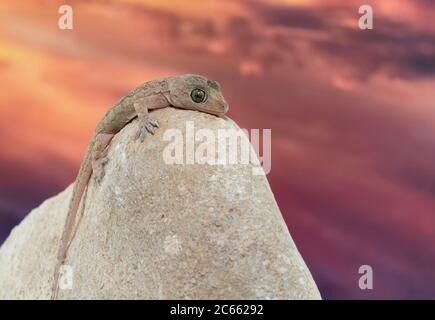 Nahaufnahme eines gemeinsamen Hauses Gecko resiing auf einem Felsen mit einem Sonnenuntergang im Hintergrund Stockfoto