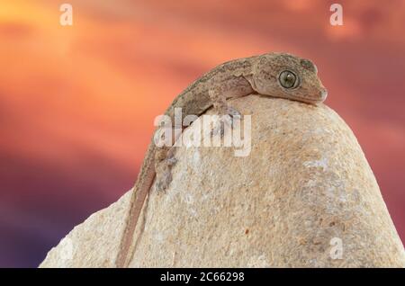 Nahaufnahme eines gemeinsamen Hauses Gecko resiing auf einem Felsen mit einem Sonnenuntergang im Hintergrund Stockfoto