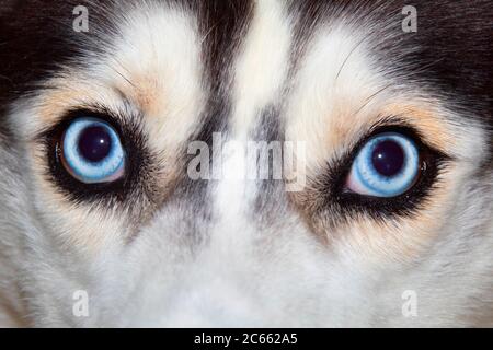 Die nahenden durchdringenden blauen Augen eines reinrassigen sibirischen Husky Stockfoto