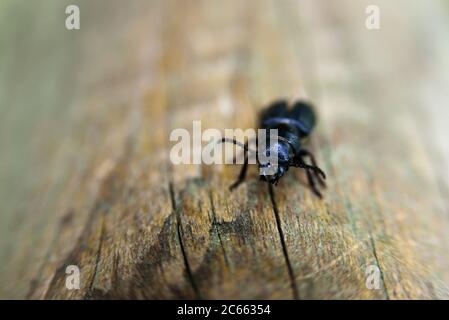 Pterostichus Schwarzkäfer auf Holz. Unterfamilie Harpalinae Stockfoto