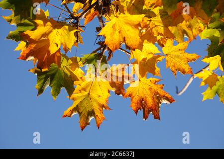 Herbstblätter, gelb verfärbte Ahornblätter auf Ästen Stockfoto