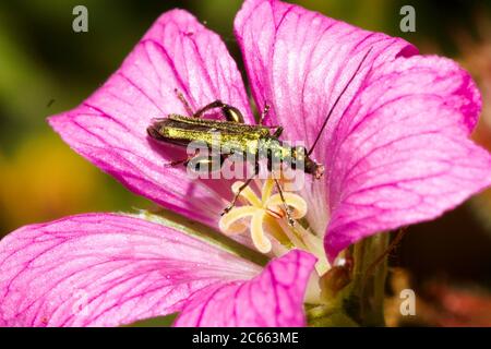 Männliche dickbeinige Blütenkäfer (Oedemera nobilis) Sussex Garden, Großbritannien Stockfoto