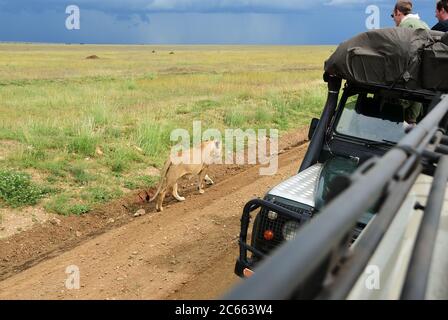 Serengeti, Tansania - 22. Januar 2008: Einige Touristen in einem Auto, die eine Löwin betrachten, die auf einer unbefestigten Straße in der Nähe ihres Autos läuft Stockfoto