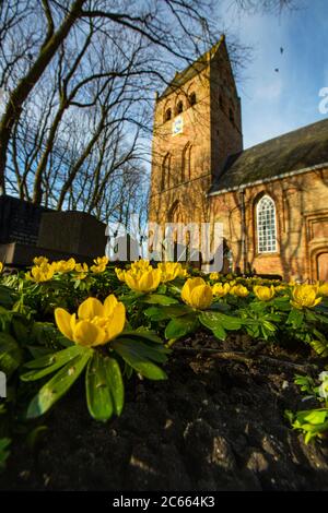 Winter Aconite, Eranthis hyemalis, Winterakoniet Stockfoto